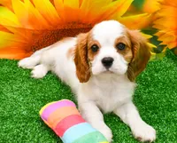 Sir Cuddles, a male Cavalier King Charles Spaniel for sale in Bunker Hill, IL – 5 of 8
