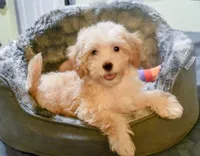 Jimmy, a male Cavapoo for sale in Bunker Hill, IL – 2 of 8