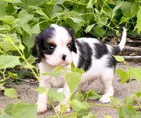 Steve, a male Cavalier King Charles Spaniel for sale in Bunker Hill, IL – 5 of 6