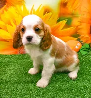 Sir Cuddles, a male Cavalier King Charles Spaniel for sale in Bunker Hill, IL – 2 of 8