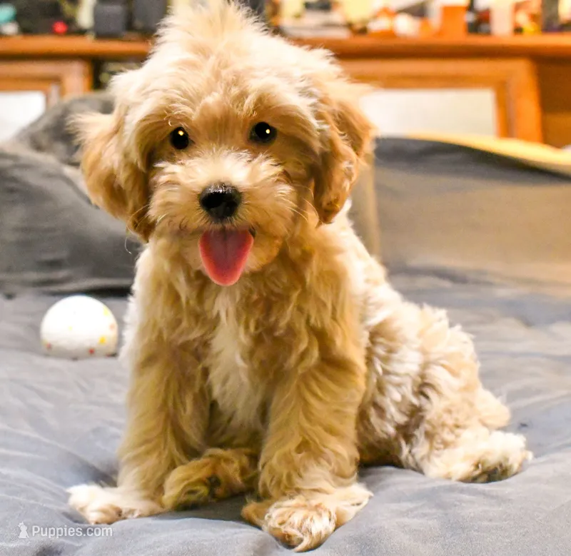 Genius – Cavapoo puppy for sale in Bunker Hill, IL