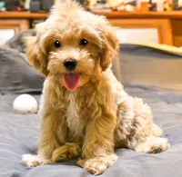 Genius, a male Cavapoo for sale in Bunker Hill, IL – 1 of 7