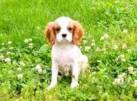 Maple, a female Cavalier King Charles Spaniel for sale in Bunker Hill, IL – 6 of 8