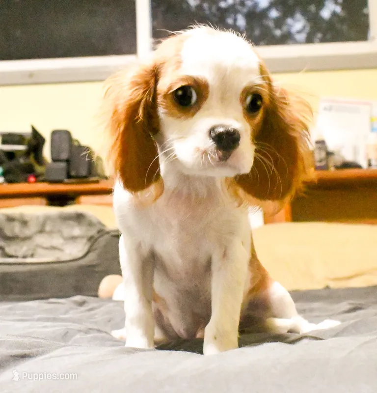 Frank – Cavalier King Charles Spaniel puppy for sale in Bunker Hill, IL
