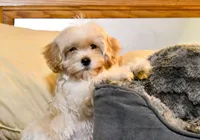 Miriele, a female Cavapoo for sale in Bunker Hill, IL – 9 of 9