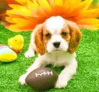 Sir Cuddles, a male Cavalier King Charles Spaniel for sale in Bunker Hill, IL – 4 of 8