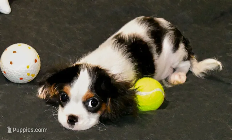 Steve – Cavalier King Charles Spaniel puppy for sale in Bunker Hill, IL