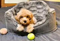Genius, a male Cavapoo for sale in Bunker Hill, IL – 6 of 7