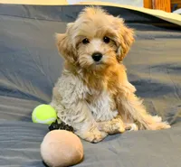 Genius, a male Cavapoo for sale in Bunker Hill, IL – 3 of 7