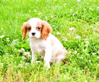 Maple, a female Cavalier King Charles Spaniel for sale in Bunker Hill, IL – 4 of 8