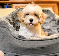 Miriele, a female Cavapoo for sale in Bunker Hill, IL – 7 of 9