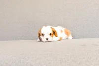 Frank, a male Cavalier King Charles Spaniel for sale in Bunker Hill, IL – 6 of 7