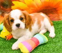 Sir Cuddles, a male Cavalier King Charles Spaniel for sale in Bunker Hill, IL – 7 of 8