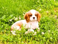 Maple, a female Cavalier King Charles Spaniel for sale in Bunker Hill, IL – 8 of 8