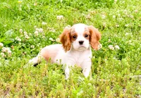 Maple, a female Cavalier King Charles Spaniel for sale in Bunker Hill, IL – 7 of 8