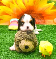 Steve, a male Cavalier King Charles Spaniel for sale in Bunker Hill, IL – 2 of 6