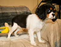 Doc, a male Cavalier King Charles Spaniel for sale in Bunker Hill, IL – Photo 8 of 8