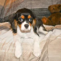 Doc, a male Cavalier King Charles Spaniel for sale in Bunker Hill, IL – Photo 3 of 8
