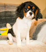 Doc, a male Cavalier King Charles Spaniel for sale in Bunker Hill, IL – Photo 2 of 8