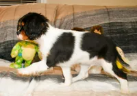 Doc, a male Cavalier King Charles Spaniel for sale in Bunker Hill, IL – Photo 5 of 8