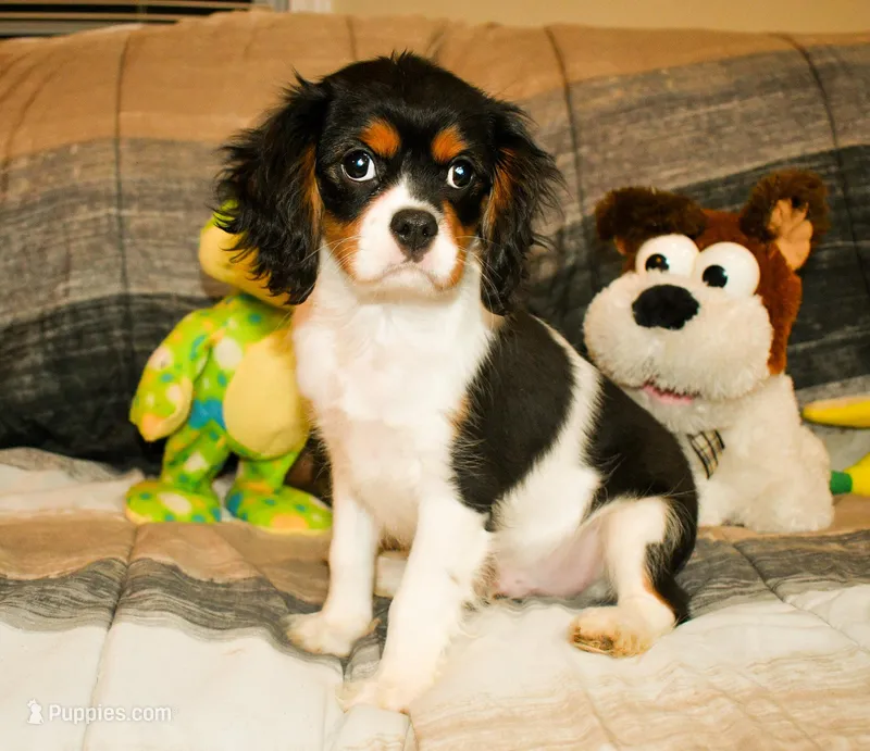 Doc, a male Cavalier King Charles Spaniel for sale in Bunker Hill, IL – Photo 1 of 8