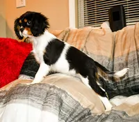 Doc, a male Cavalier King Charles Spaniel for sale in Bunker Hill, IL – Photo 7 of 8