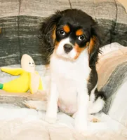 Doc, a male Cavalier King Charles Spaniel for sale in Bunker Hill, IL – Photo 6 of 8