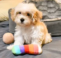 Miriele, a female Cavapoo for sale in Bunker Hill, IL – 4 of 9