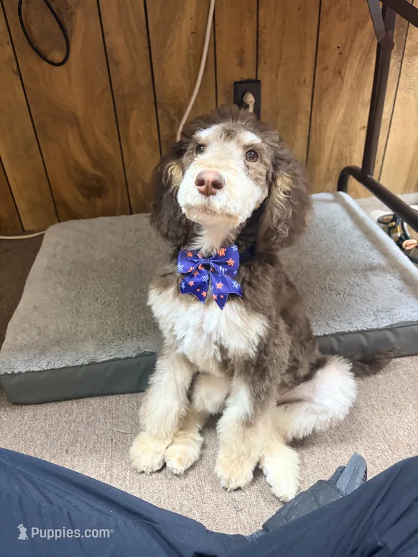Carlos, a male Poodle - Standard  for sale in Cincinnati, OH – 1 of 1