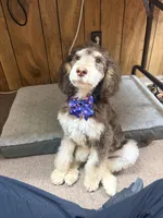 Carlos, a male Poodle - Standard  for sale in Cincinnati, OH – 1 of 1