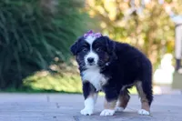 Zuzu, a female Miniature Australian Shepherd for sale in Dundee, OH – 3 of 6