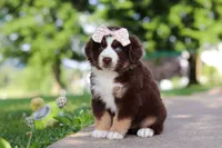 Sedona, a female Miniature Australian Shepherd for sale in Dundee, OH – 5 of 8