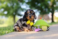 Kumquat, a male Miniature Dachshund for sale in Dundee, OH – 9 of 10