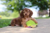 Sacajawea, a female Miniature Dachshund for sale in Dundee, OH – 9 of 9
