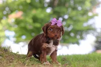Churro, a female Yorkipoo for sale in Dundee, OH – 3 of 5