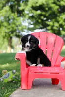 Roamer, a male Miniature Australian Shepherd for sale in Dundee, OH – 9 of 10