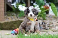 Tang, a male Miniature Bernedoodle for sale in Dundee, OH – 5 of 5