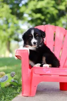 Roamer, a male Miniature Australian Shepherd for sale in Dundee, OH – 8 of 10