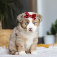 Coogee, a female Miniature Australian Shepherd for sale in Dundee, OH – Photo 2 of 6