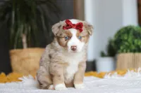 Coogee, a female Miniature Australian Shepherd for sale in Dundee, OH – Photo 2 of 6