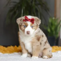 Coogee, a female Miniature Australian Shepherd for sale in Dundee, OH – Photo 5 of 6
