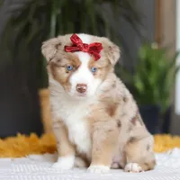 Coogee, a female Miniature Australian Shepherd for sale in Dundee, OH – Photo 4 of 6