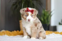 Coogee, a female Miniature Australian Shepherd for sale in Dundee, OH – Photo 4 of 6