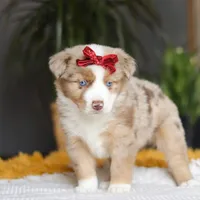 Coogee, a female Miniature Australian Shepherd for sale in Dundee, OH – Photo 3 of 6