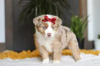 Coogee, a female Miniature Australian Shepherd for sale in Dundee, OH – Photo 3 of 6