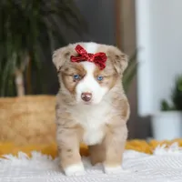 Coogee, a female Miniature Australian Shepherd for sale in Dundee, OH – Photo 6 of 6