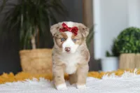 Coogee, a female Miniature Australian Shepherd for sale in Dundee, OH – Photo 6 of 6