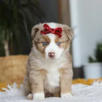 Coogee, a female Miniature Australian Shepherd for sale in Dundee, OH – Photo 1 of 6