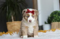 Coogee, a female Miniature Australian Shepherd for sale in Dundee, OH – Photo 1 of 6