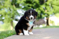 Rustler, a male Miniature Australian Shepherd for sale in Dundee, OH – 3 of 8